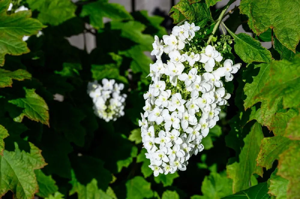 Alice Oakleaf Hydrangea