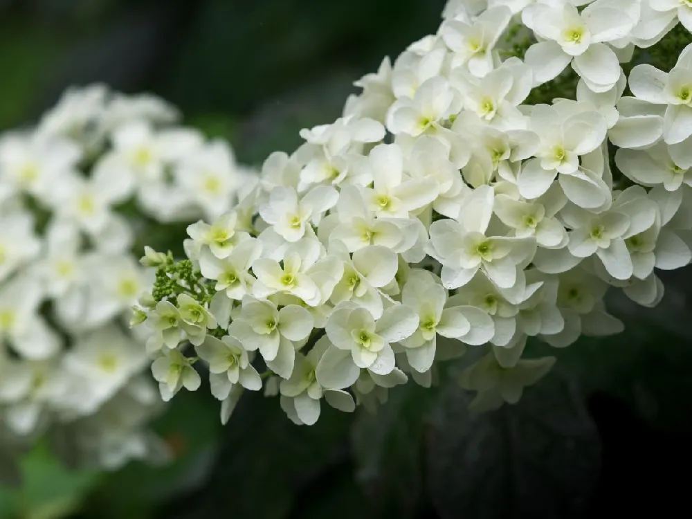 Alice Oakleaf Hydrangea