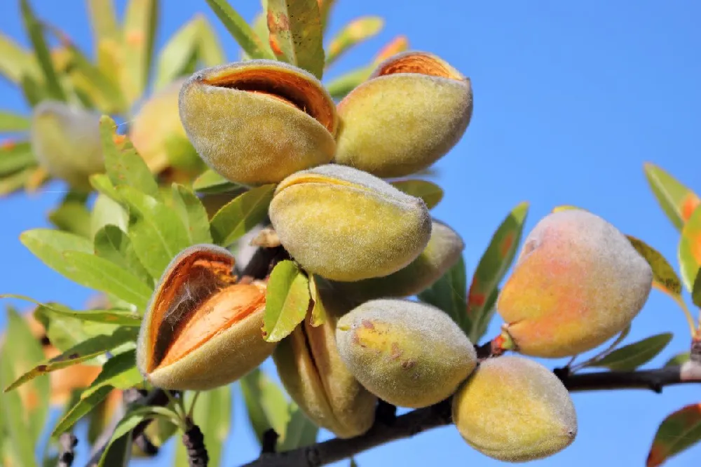 All-in-One Almond Tree