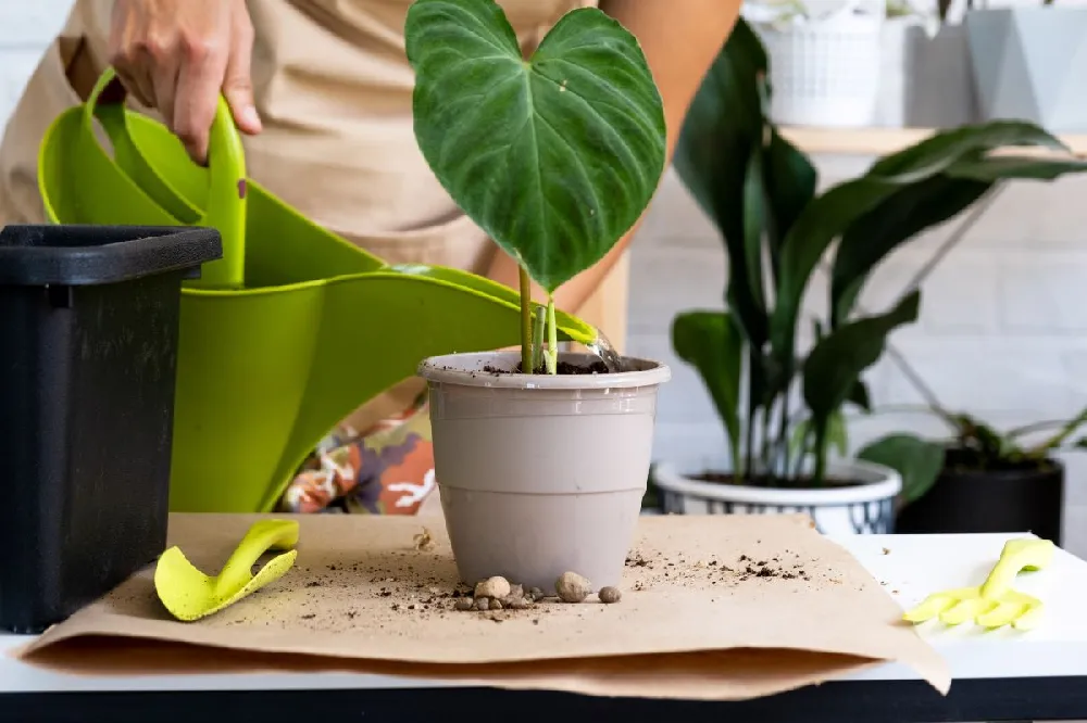 All-in-One House Plant Starter Kit