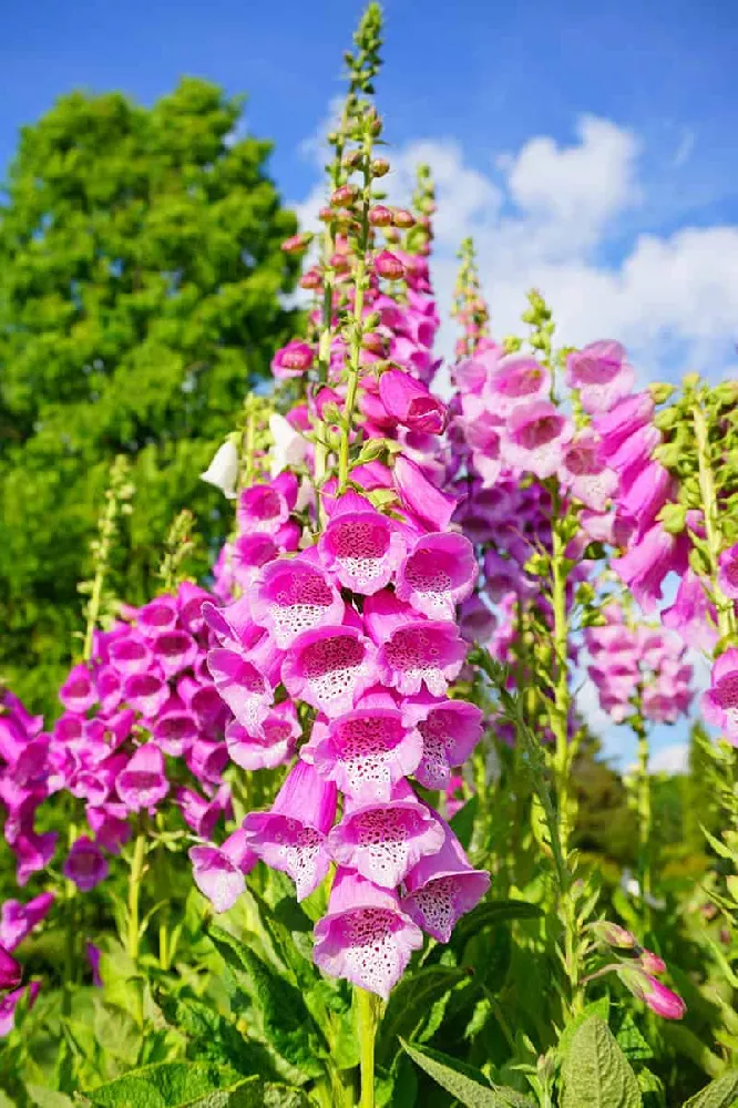 Pink Foxglove Flowers