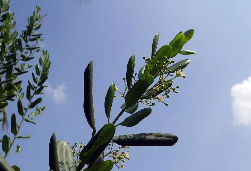 Allspice Tree 2