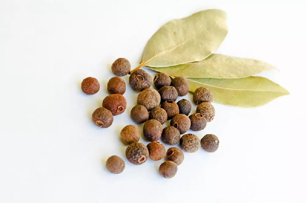 Allspice Tree 1