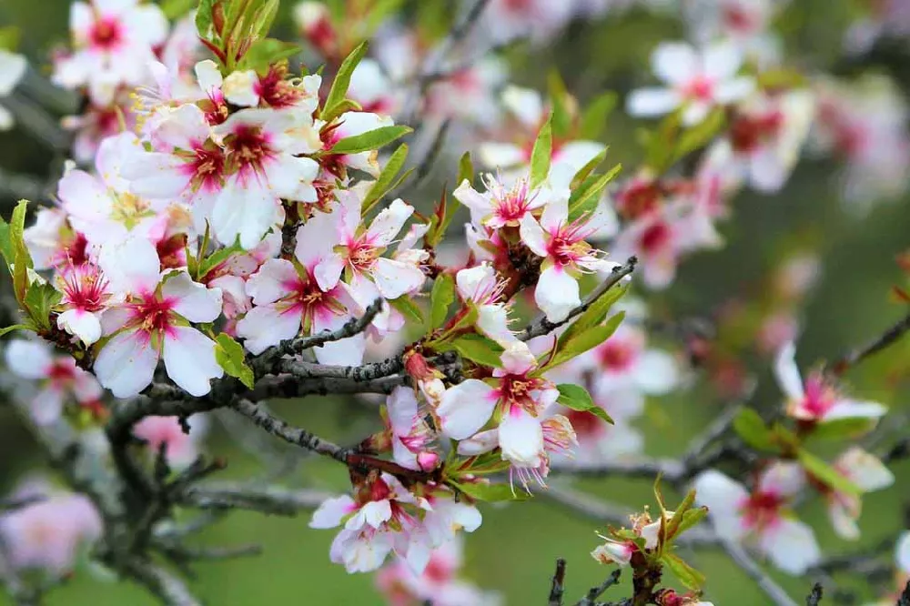 All-In-One Almond Tree flowers