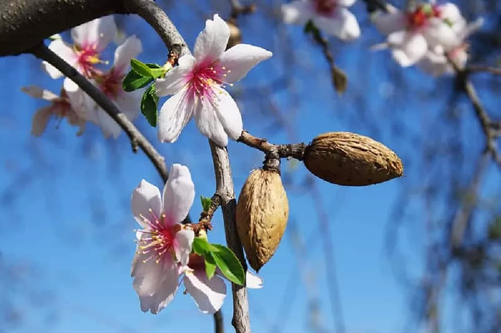 All-In-One Almond Tree nuts
