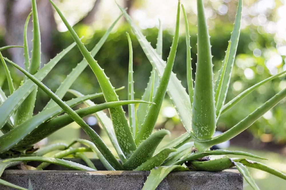 Aloe Vera Leaves