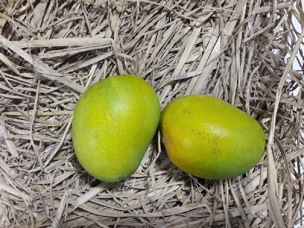  2 Alphonso Mango
