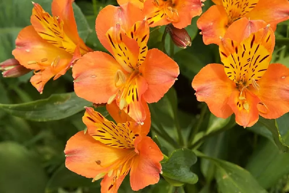 Orange Peruvian Lily