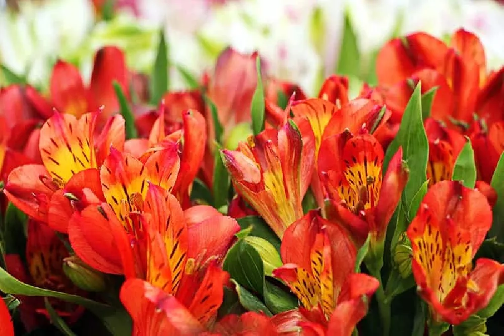 Peruvian Lily flowering