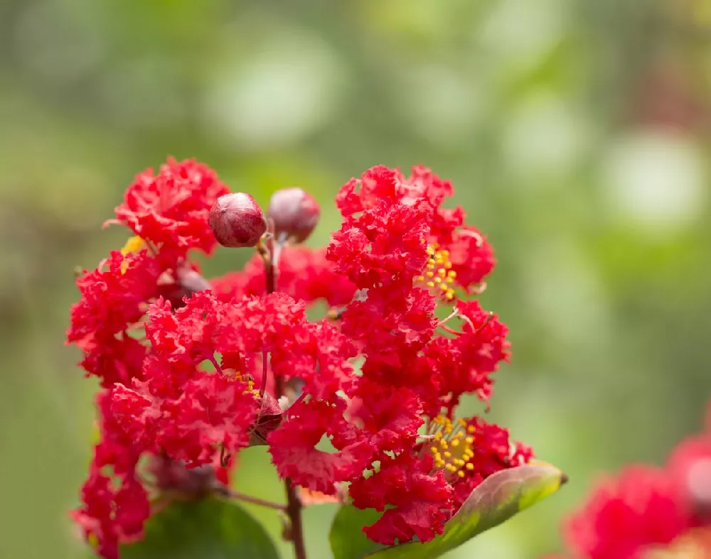 Arapaho Crape Myrtle