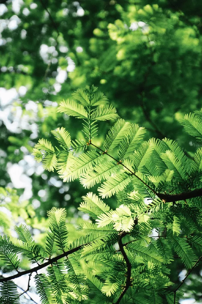 Amber Glow Redwood leaves