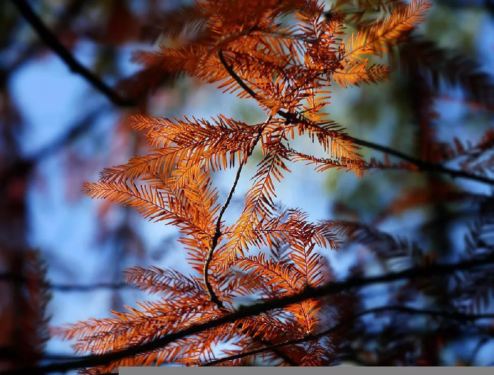 Amber Glow™ Dawn Redwood For Sale Online