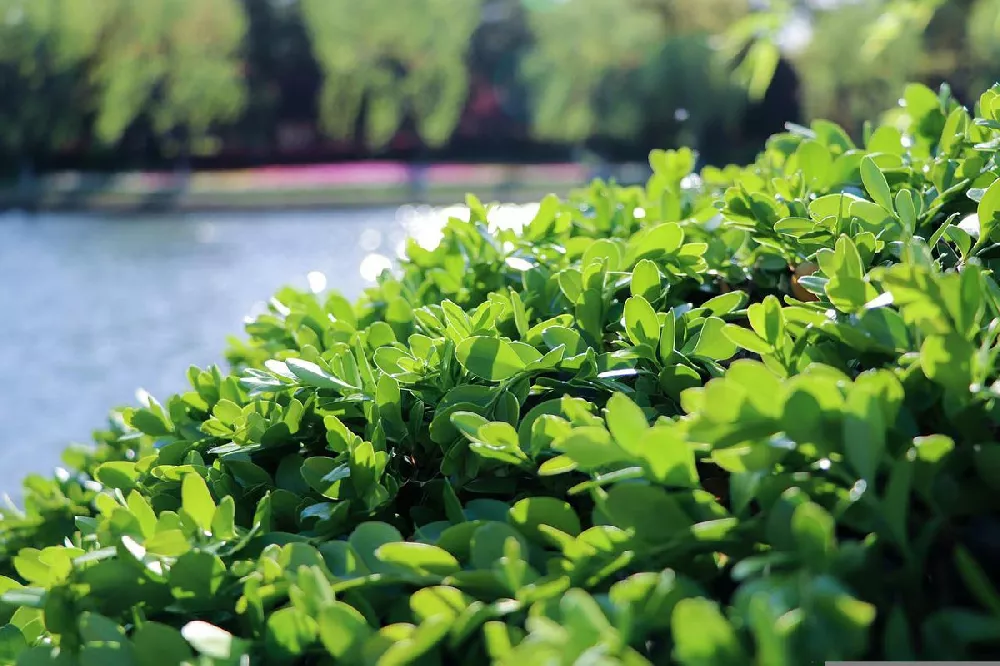 Green Velvet Boxwood Shrub