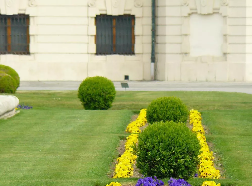 Green Velvet Boxwood Shrub 3