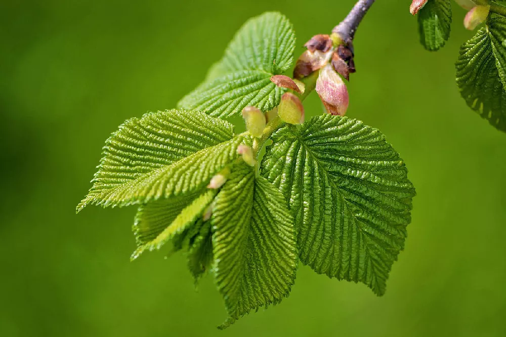 American Elm Tree close up