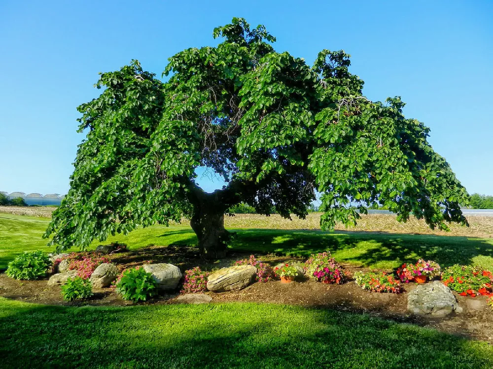 American Elm Tree