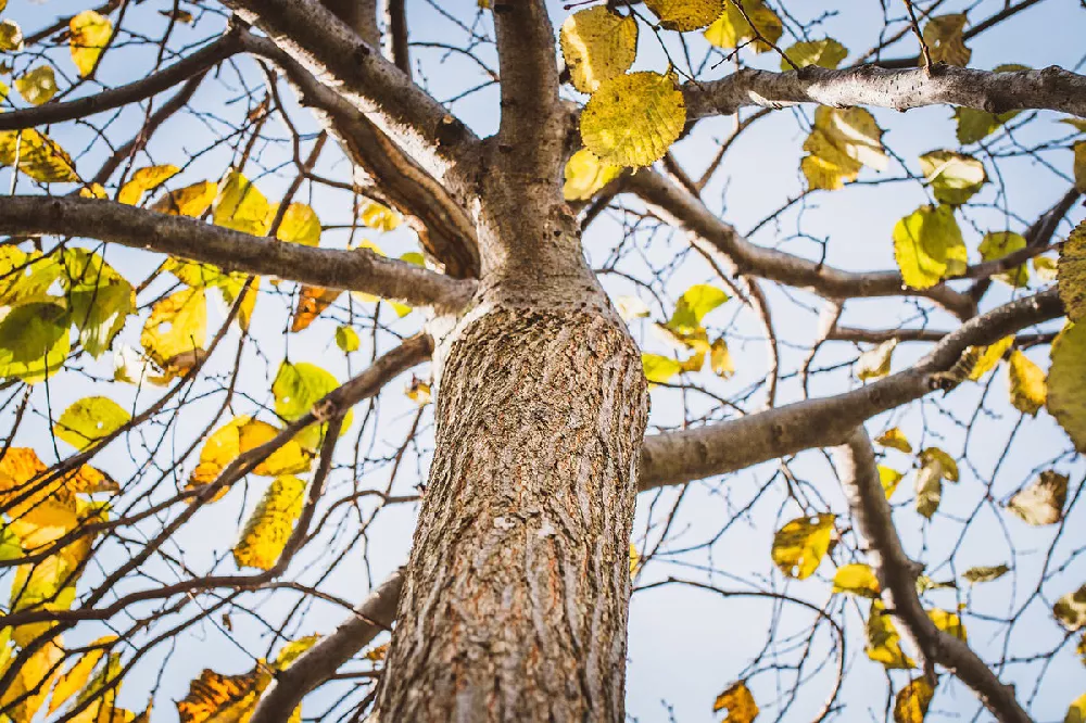 American Elm Tree bark