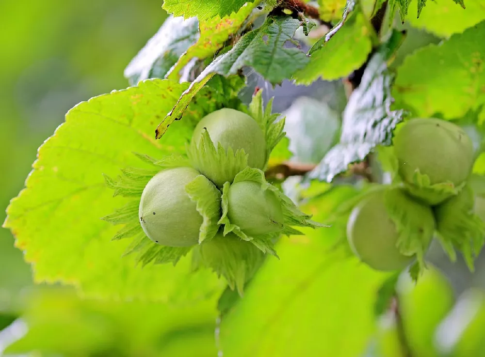 American Hazelnut Tree