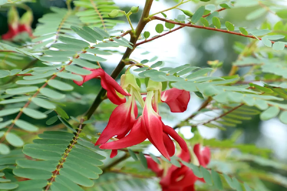 Hummingbird Tree