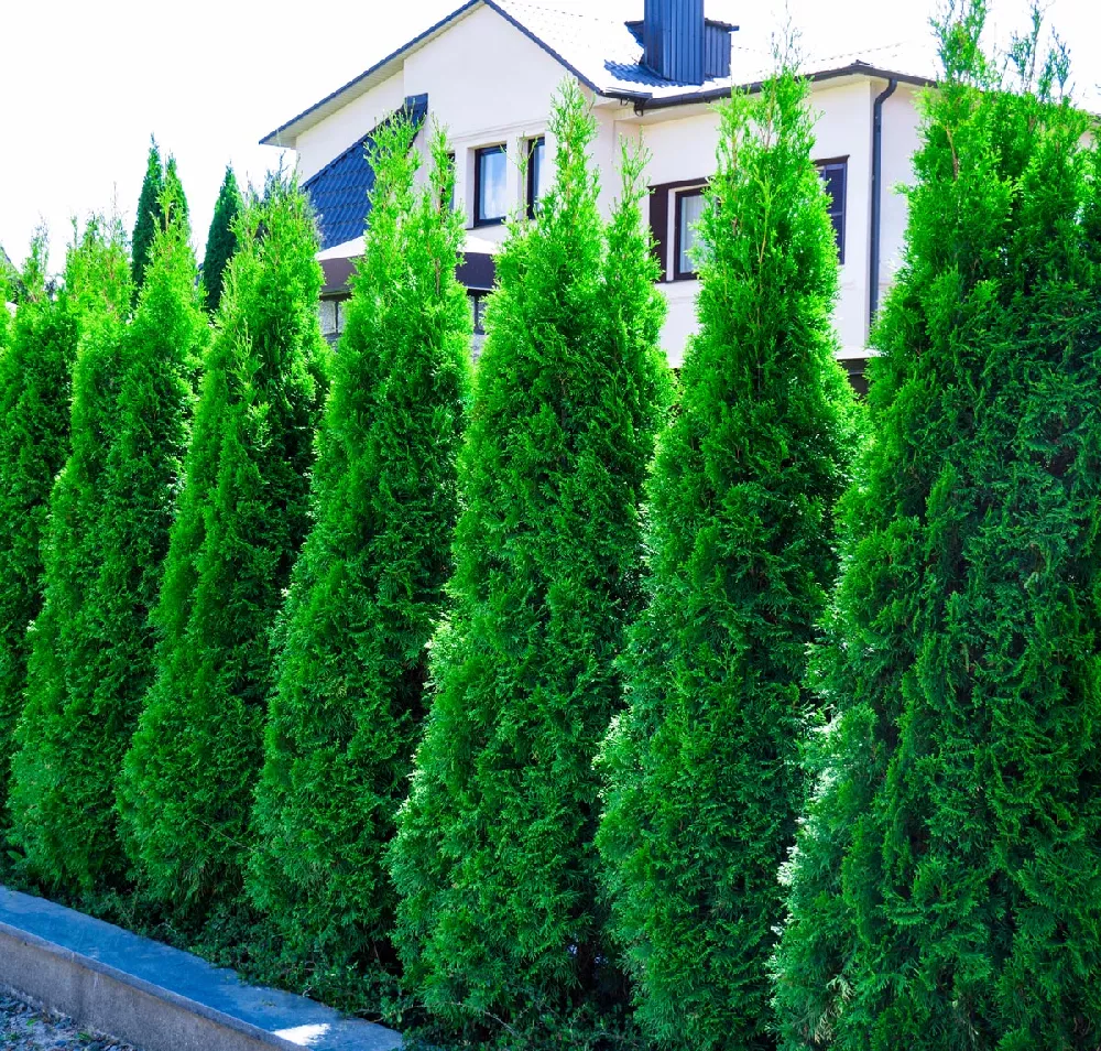 American Pillar Arborvitae tree