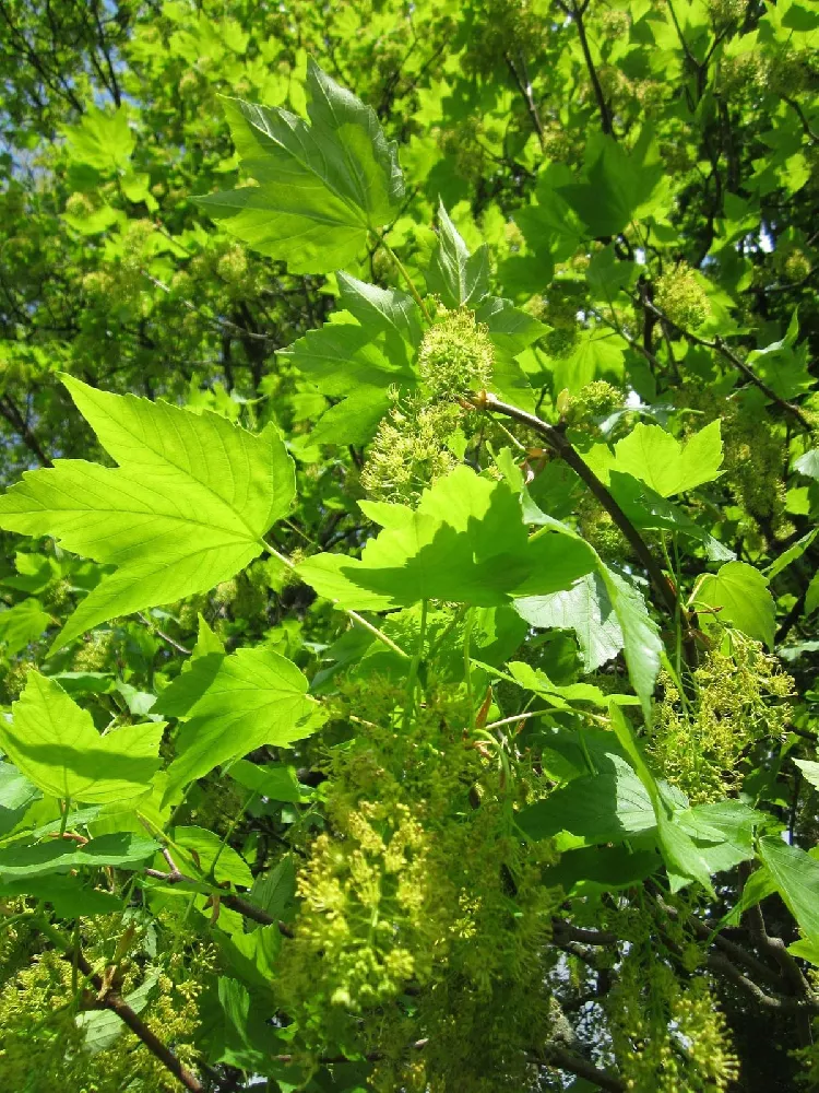 American Sycamore leaves