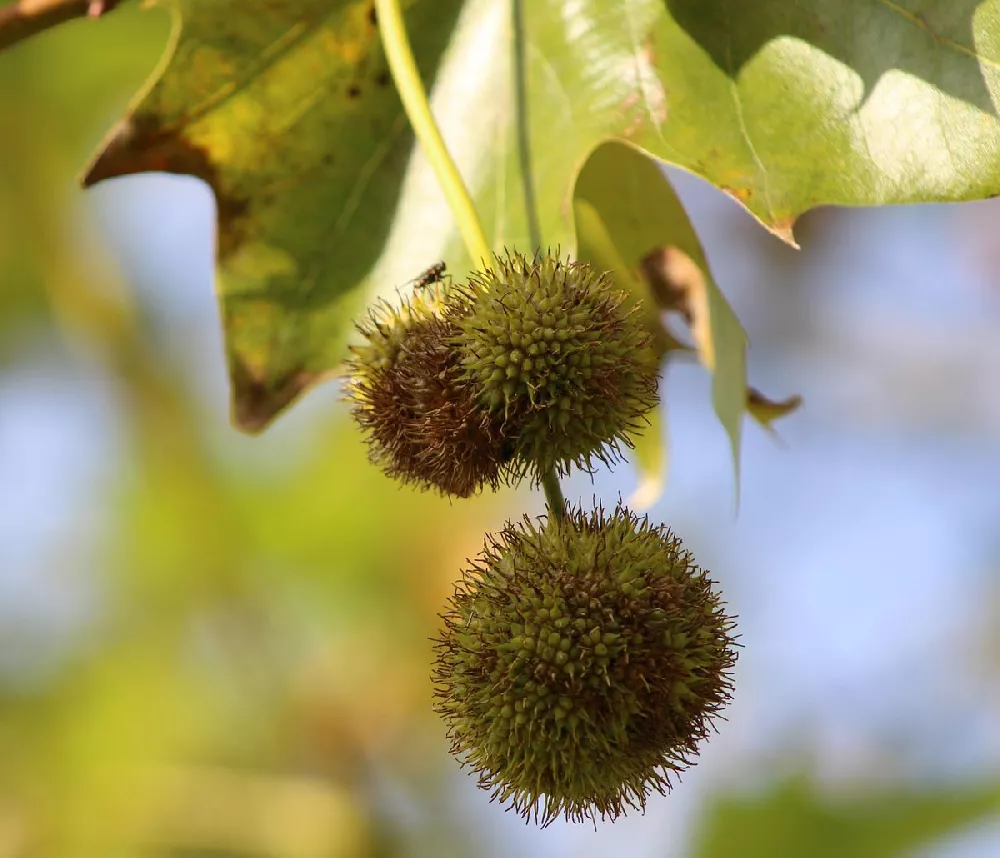 American Sycamore fruit