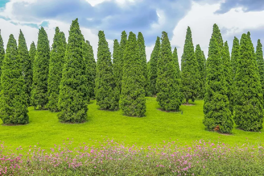 Emerald Green Arborvitae for Sale  Know Before You Buy - PlantingTree