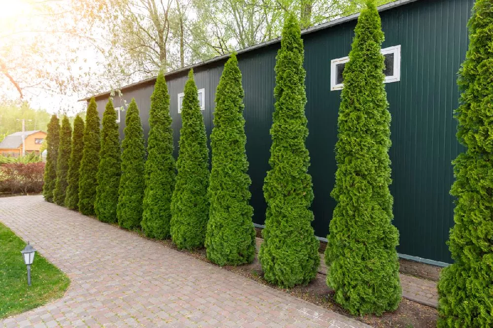 American Arborvitae Tree