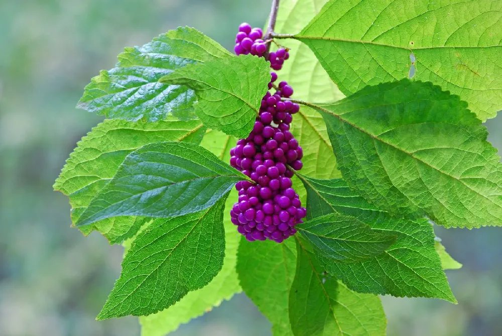 American Beautyberry