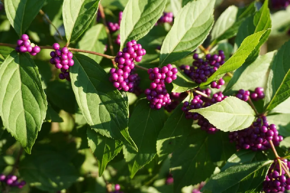 American Beautyberry