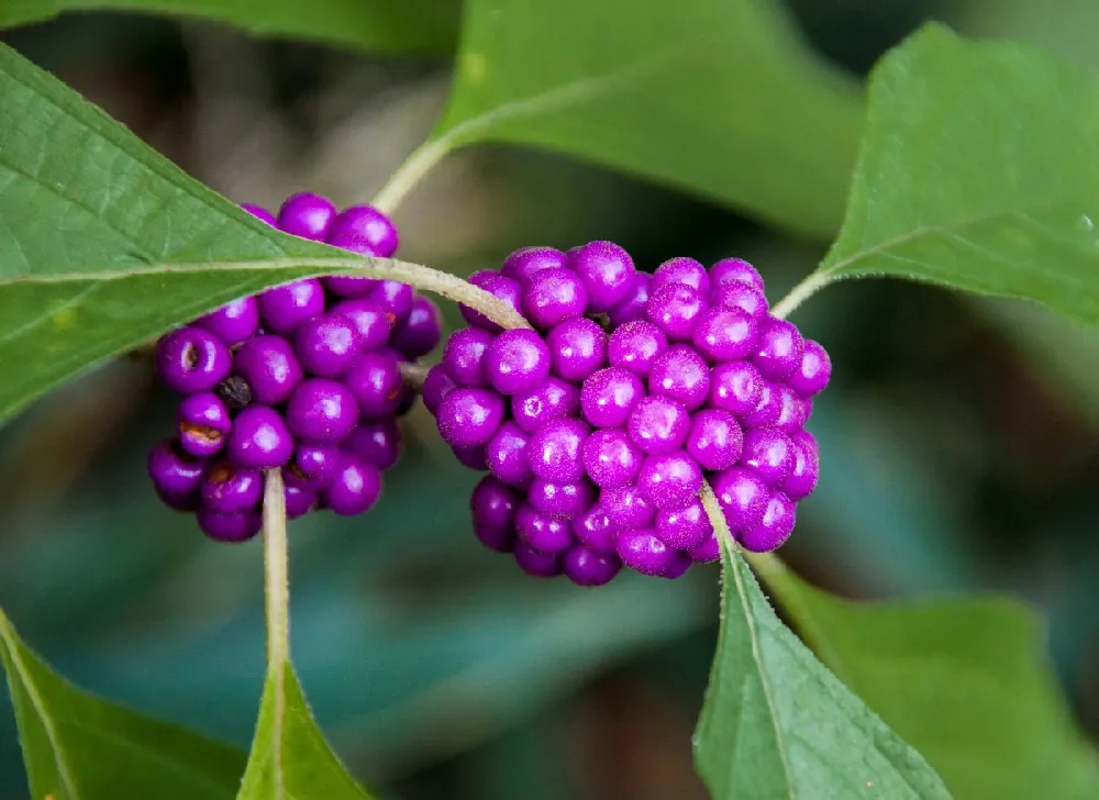 American Beautyberry