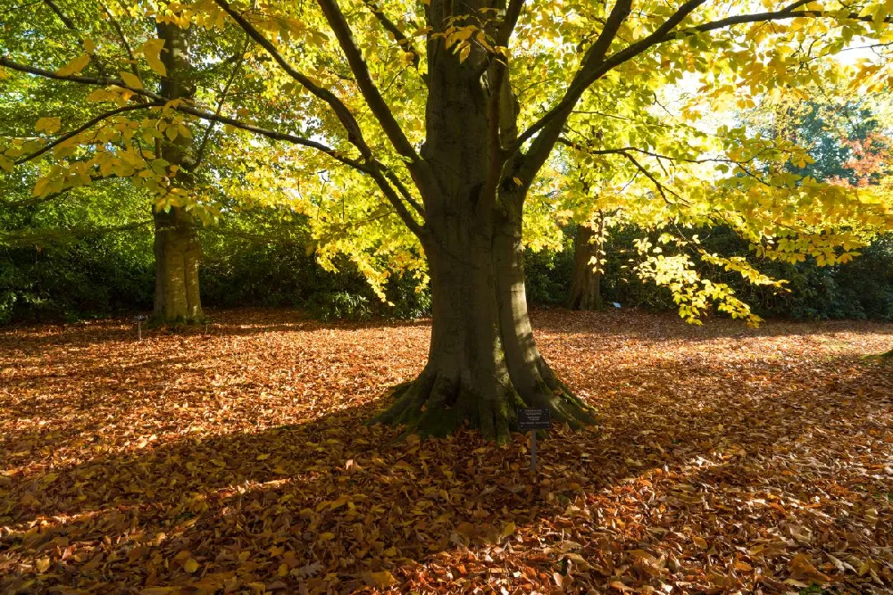 American Beech