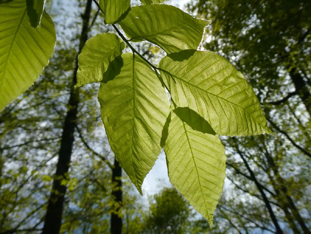 American Beech