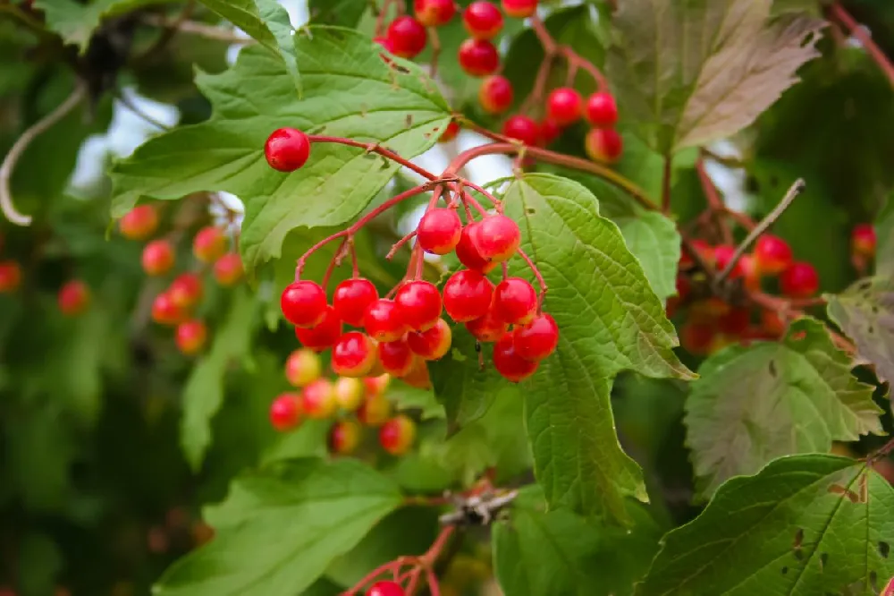 American Cranberry