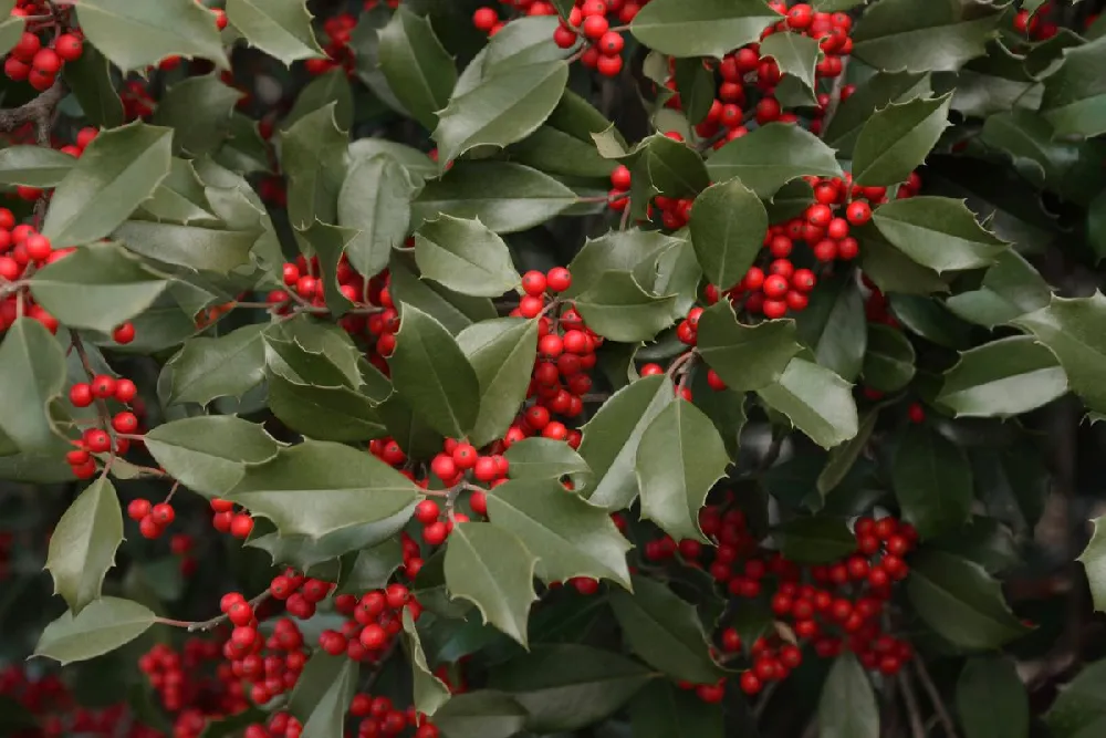 American Holly Tree