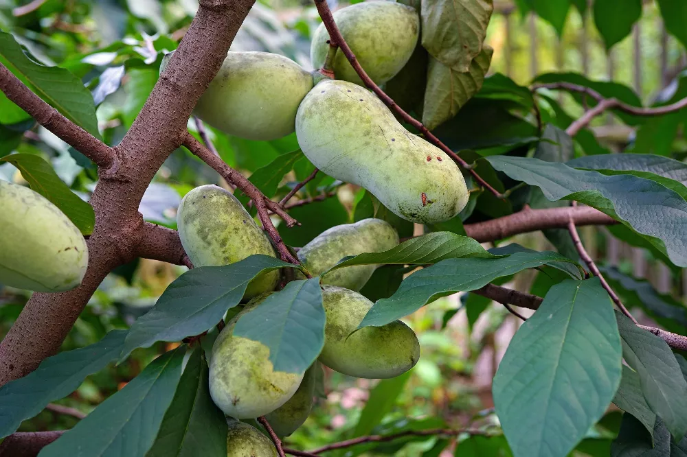 American Paw Paw Tree