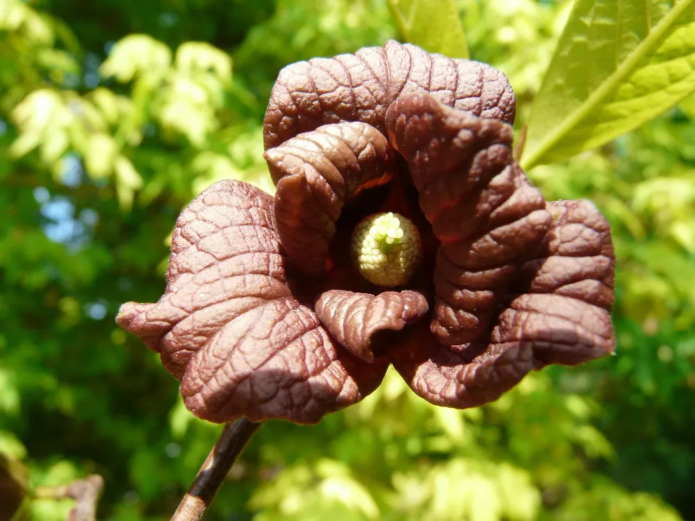 American Paw Paw Flower