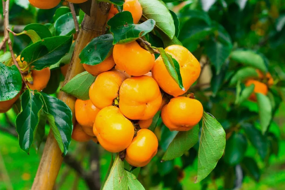 American Persimmon Tree fruit