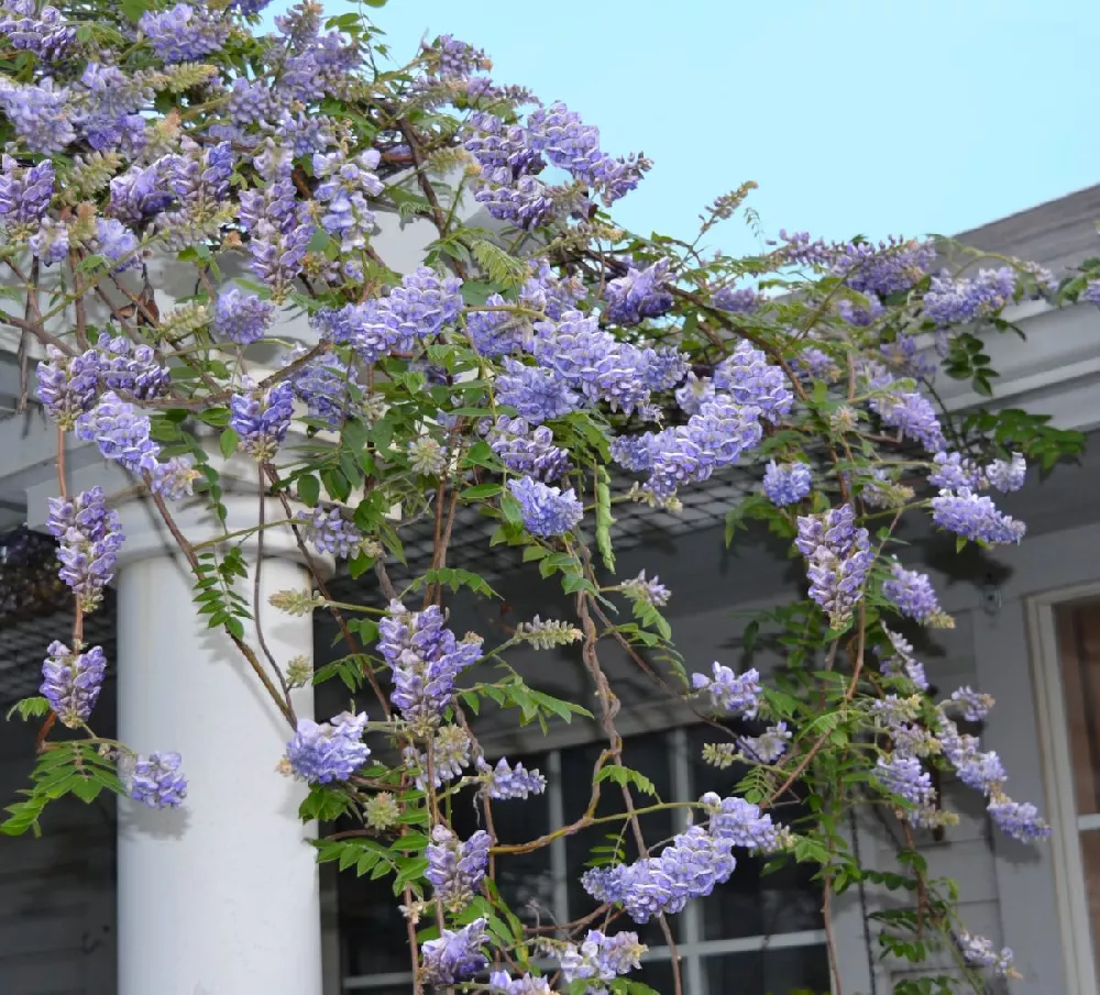 Purple Wildflowers Garland, 5ft