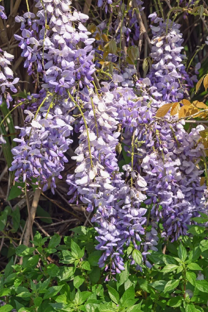 Amethyst Falls Wisteria Vine