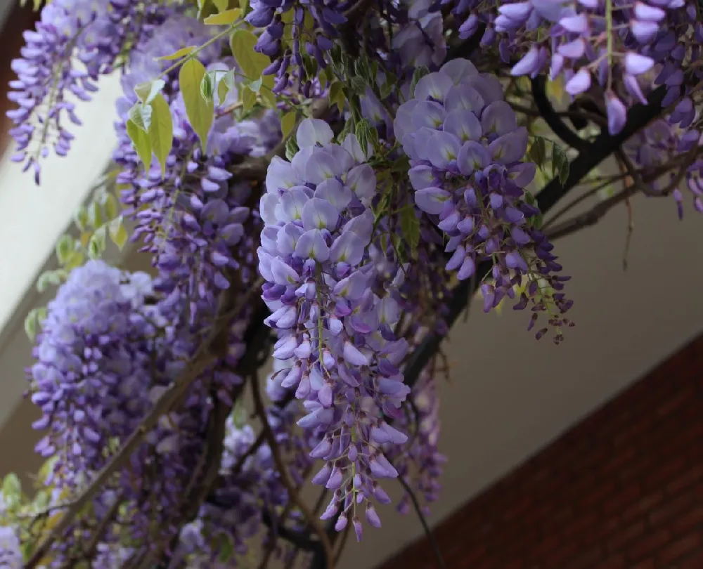 Amethyst Falls Wisteria Vine