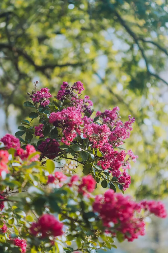 Amethyst King™ Emerald Empire® Crape Myrtle Tree