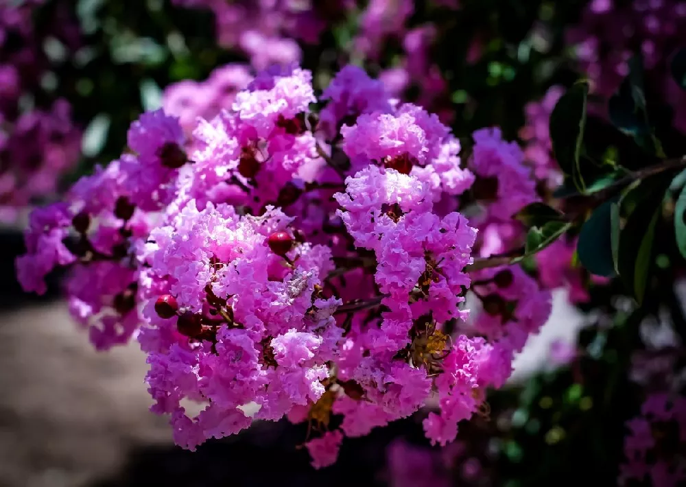 Amethyst King™ Emerald Empire® Crape Myrtle Tree