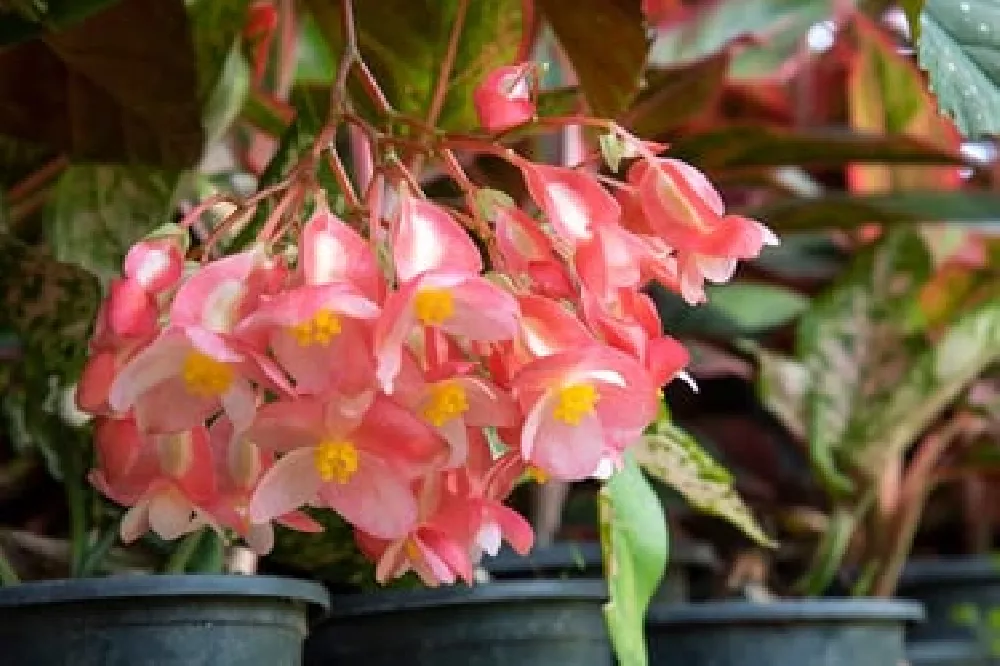 Angel Wing Begonia flowers