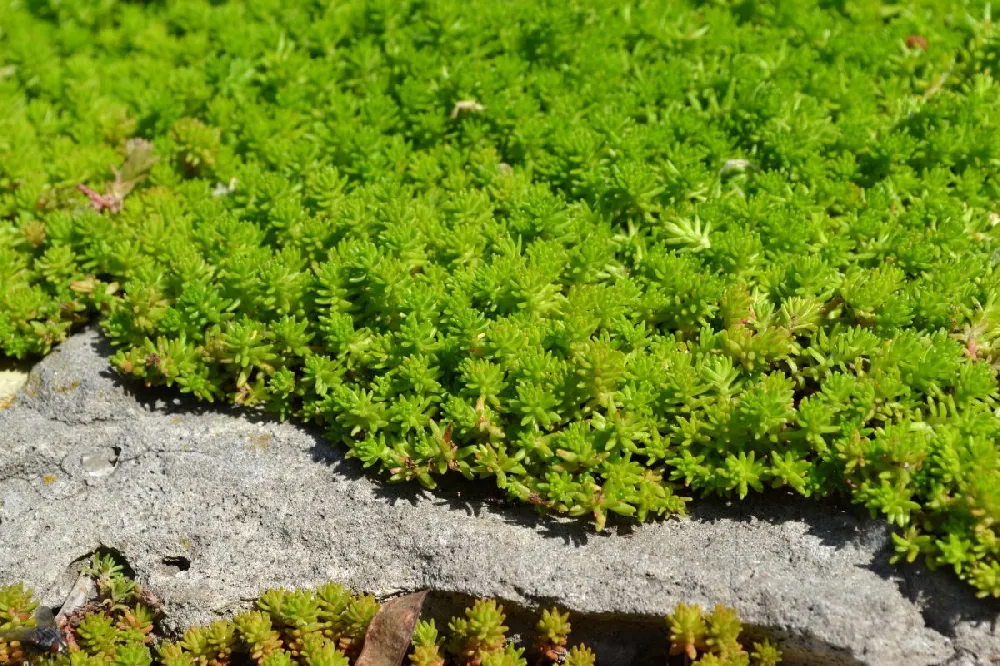 Angelina Sedum Plant