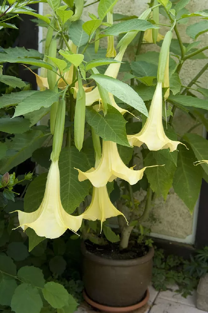 Angel Trumpets