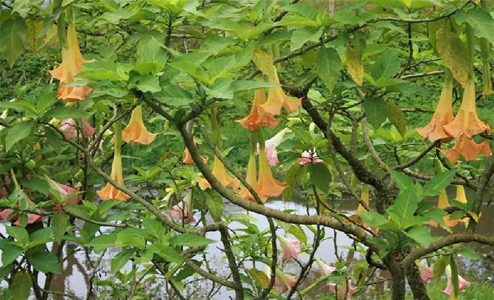 Angel Trumpets