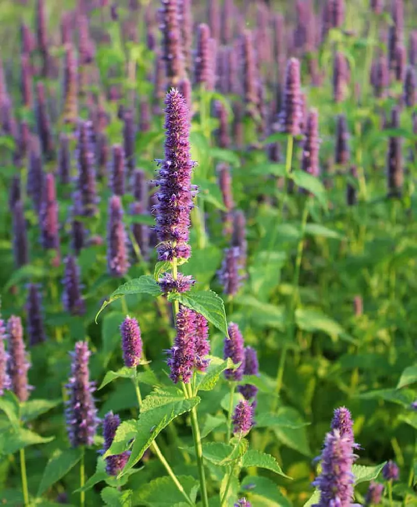 Anise Hyssop blooming