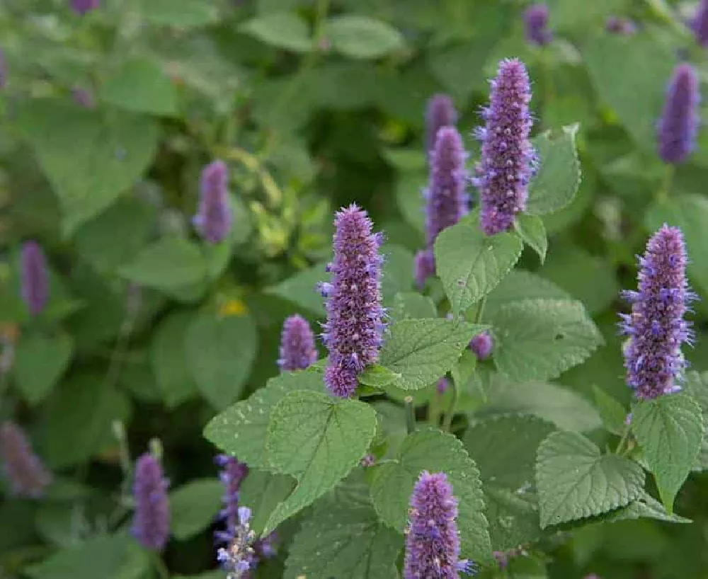 Anise Hyssop flowering