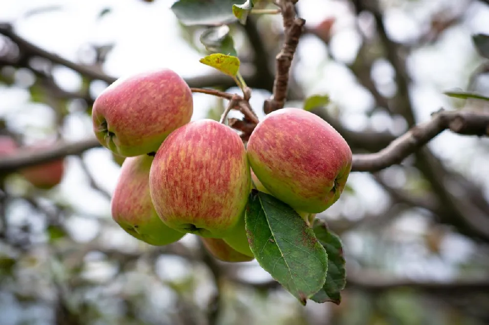 Anna Apple Tree